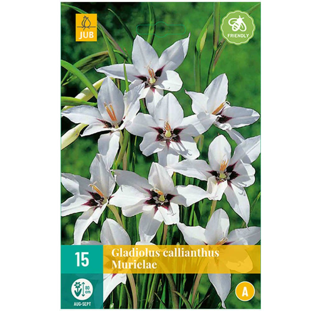 15 glaïeuls callianthus murielae bordeaux