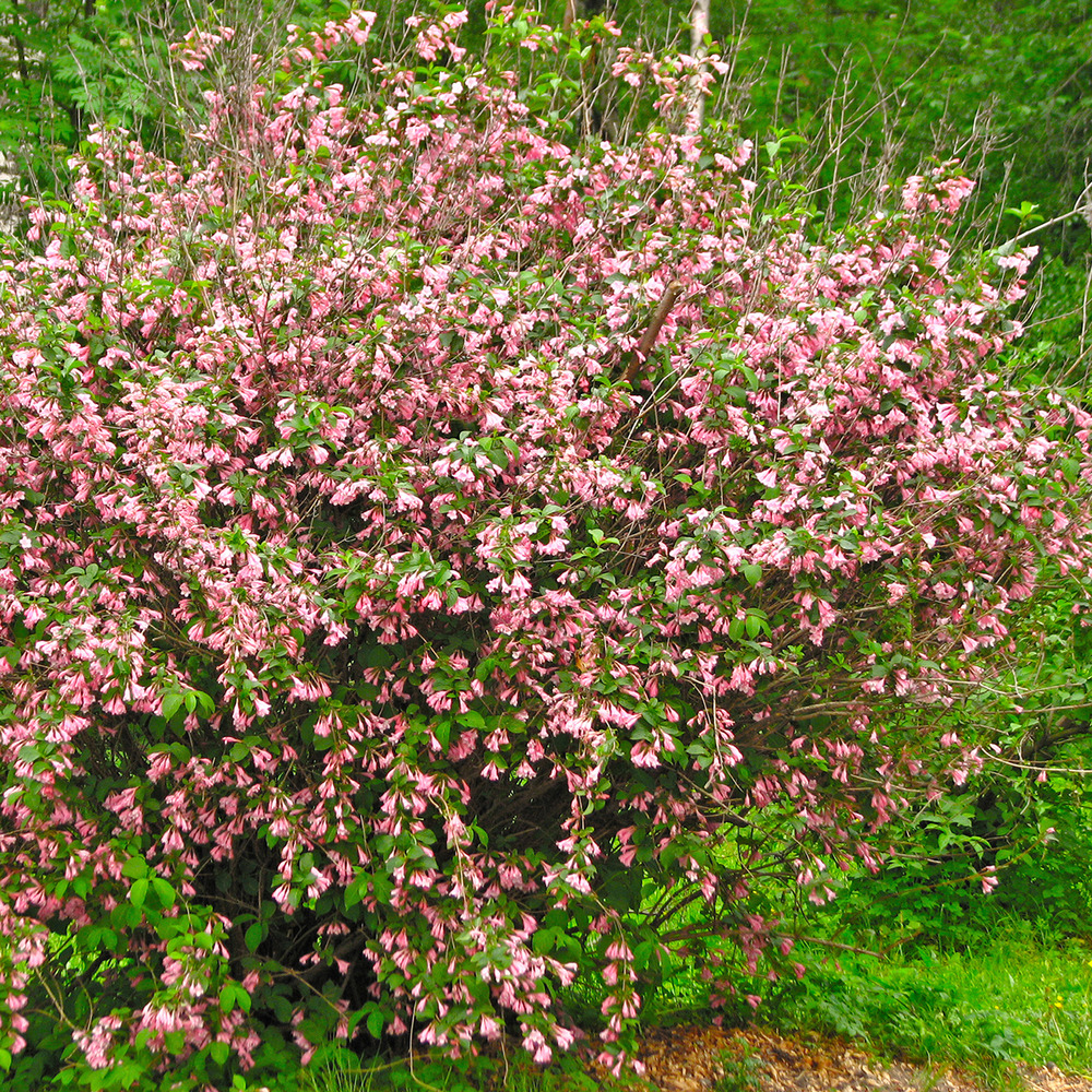 Weigela 'marjorie' pot de 2l/3l
