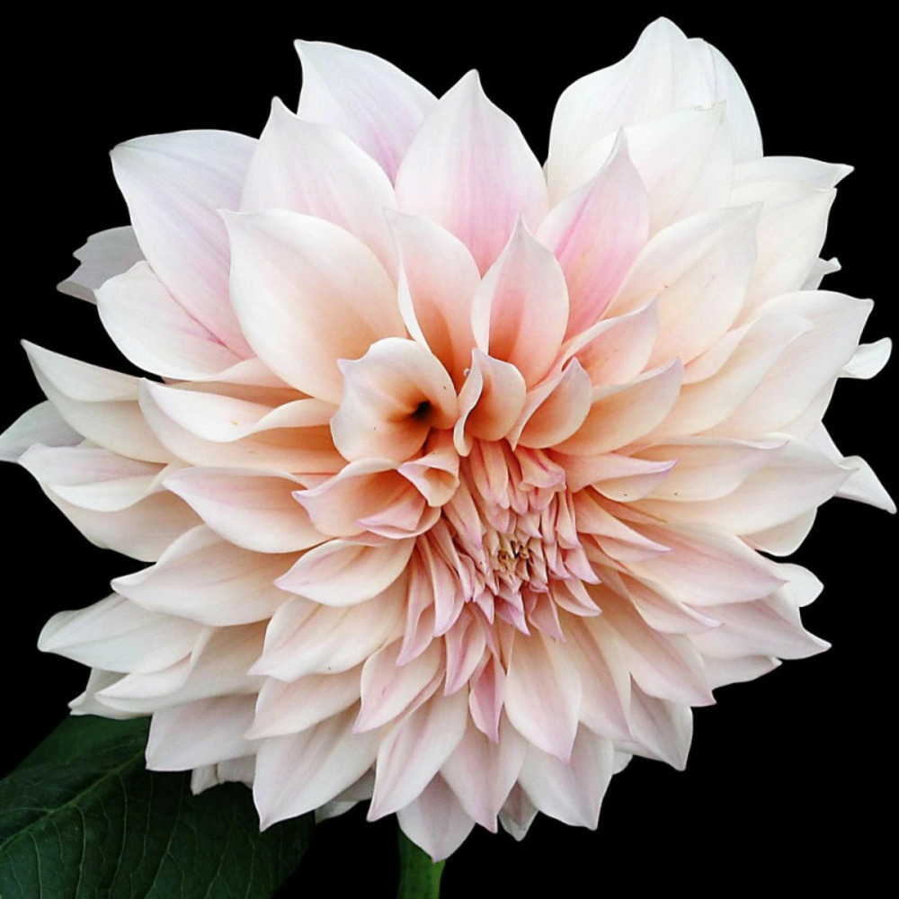 Plant de dahlia décoratif café au lait pot de 1 litre