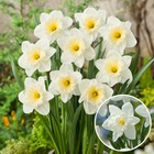 Narcissus mount hood x30 - bulbes de jonquille - bulbes de fleurs vivaces