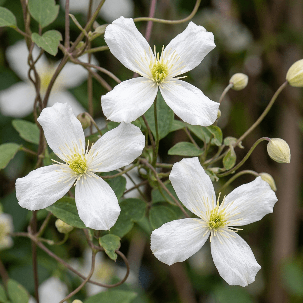 Clématite de montagne de wilson - grimpante parfumée - plante d'extérieur - lot de 2