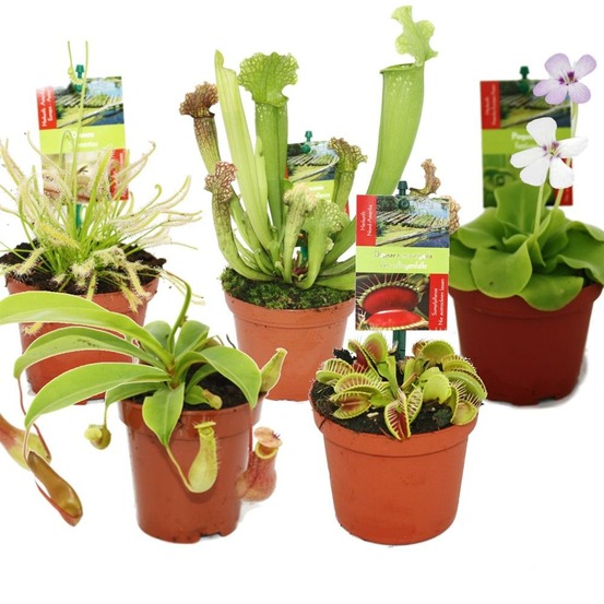 Kit de démarrage plantes carnivores - 5 plantes