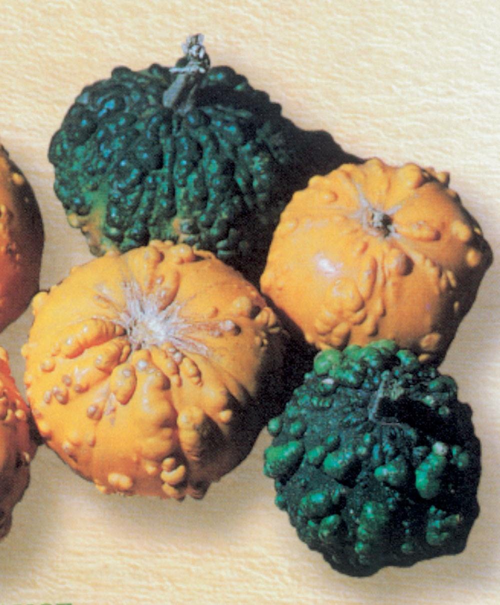 Galeuses melange - 3 g