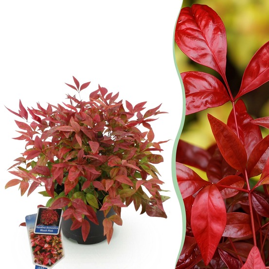 Nandina domestica blush pink – pot 17 cm – hauteur 40 cm