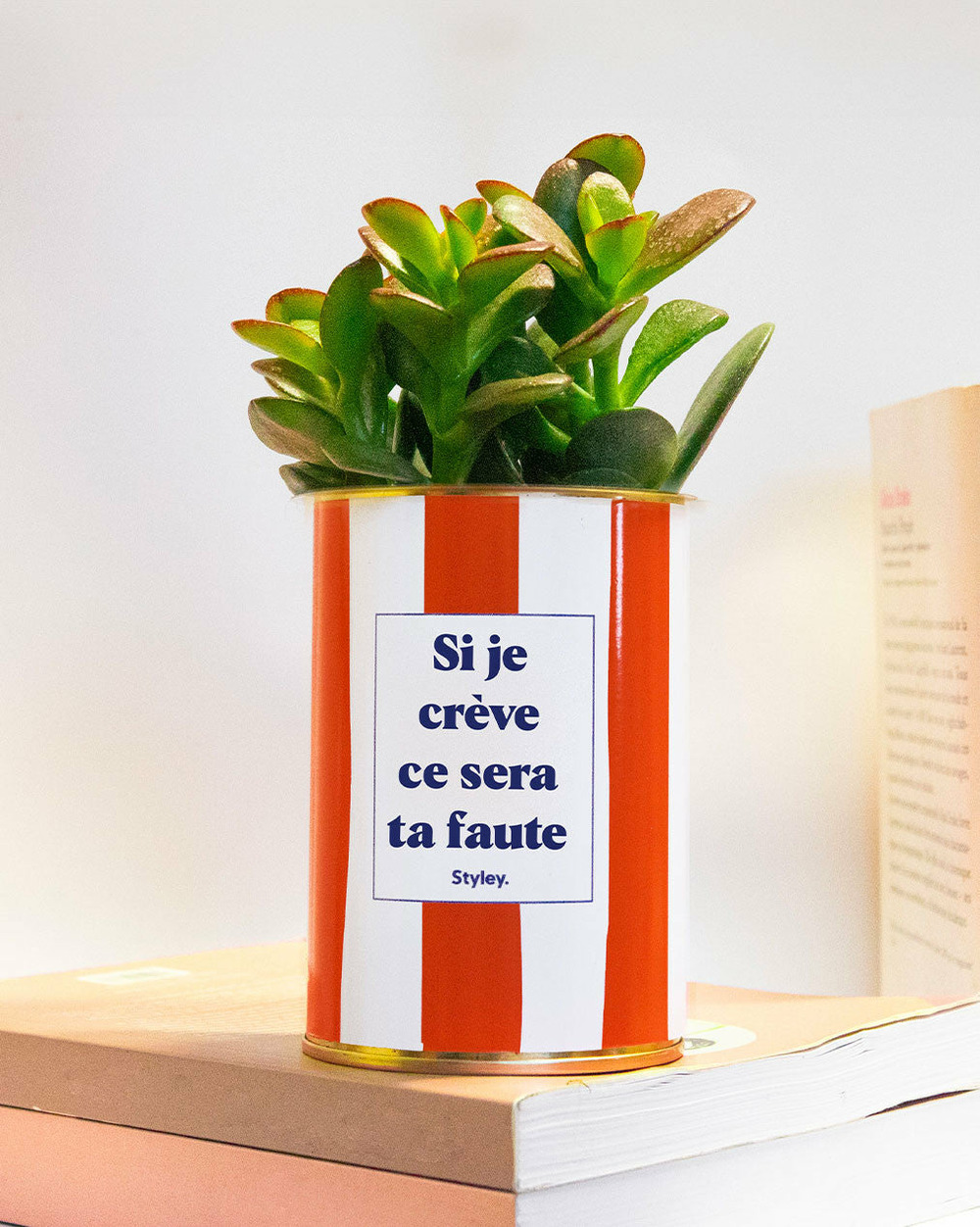 Plante facile à entretenir - si je crève ce sera ta faute - plante