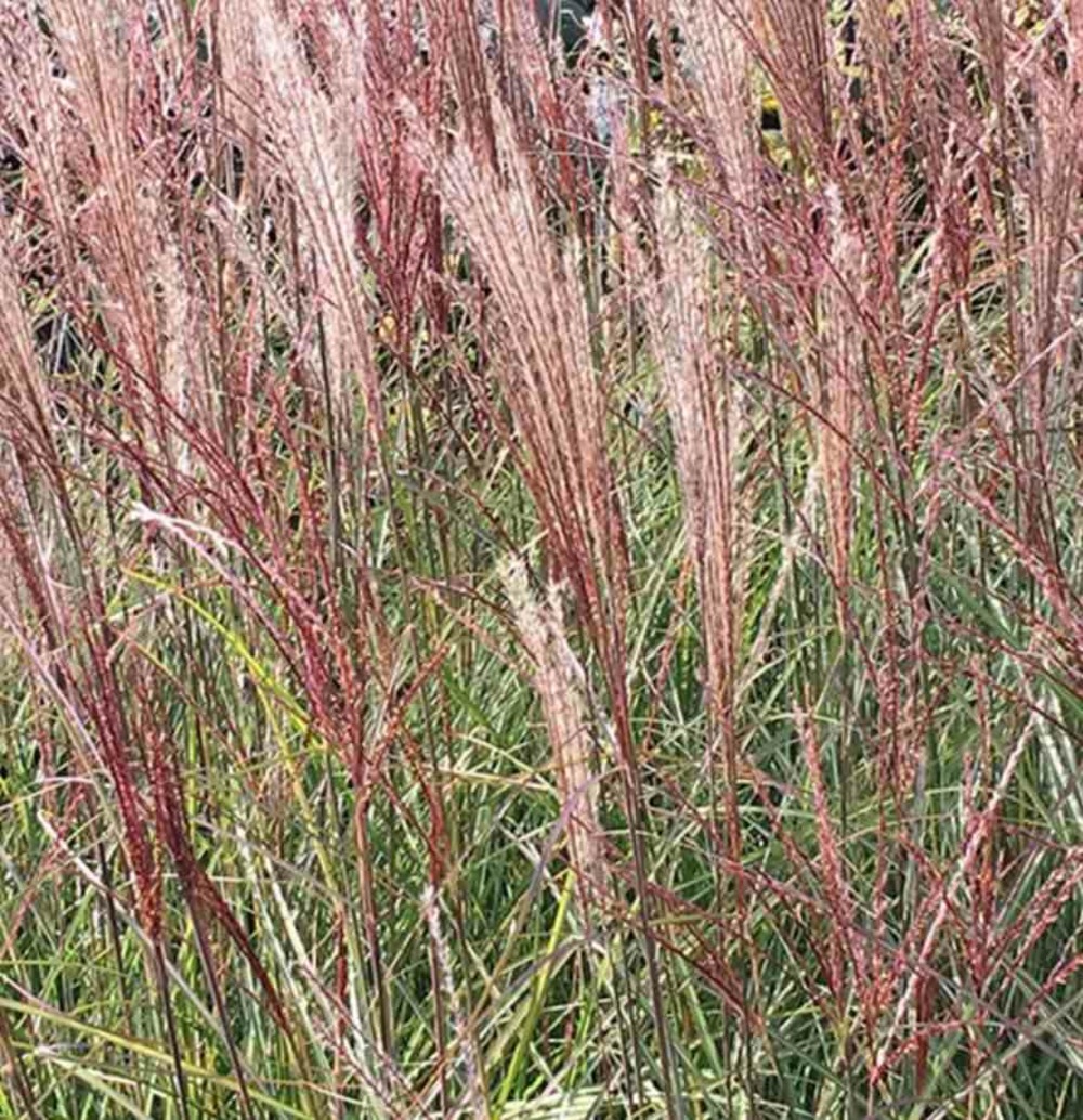Miscanthus sinensis kleine silberspinne (roseau de chine, eulalie) pot de 2 litres - 0/100 cm