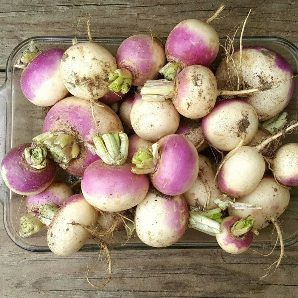 Graines de navet d' auvergne hâtif - vilmorin sachet