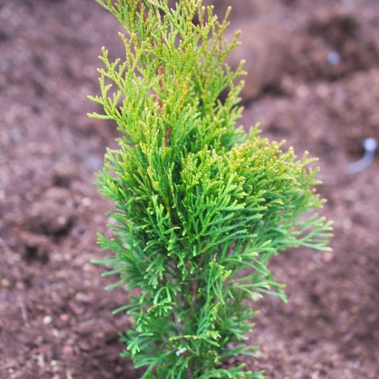 Thuya du canada emeraude, thuja occidentalis pot de 15l - 120/150 cm