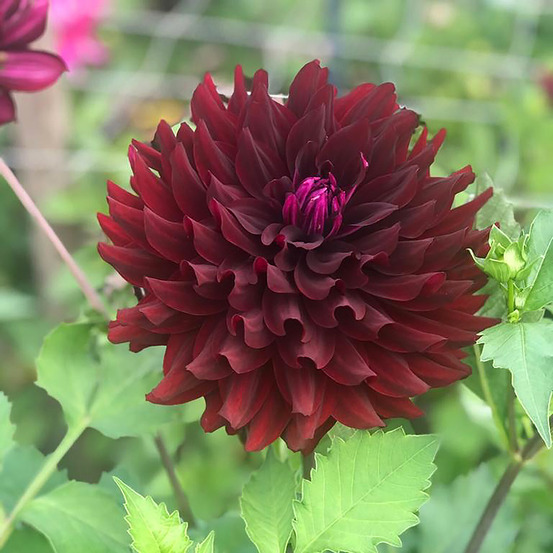 Dahlia semi-cactus 'hollyhill black beauty' bulbe calibre i