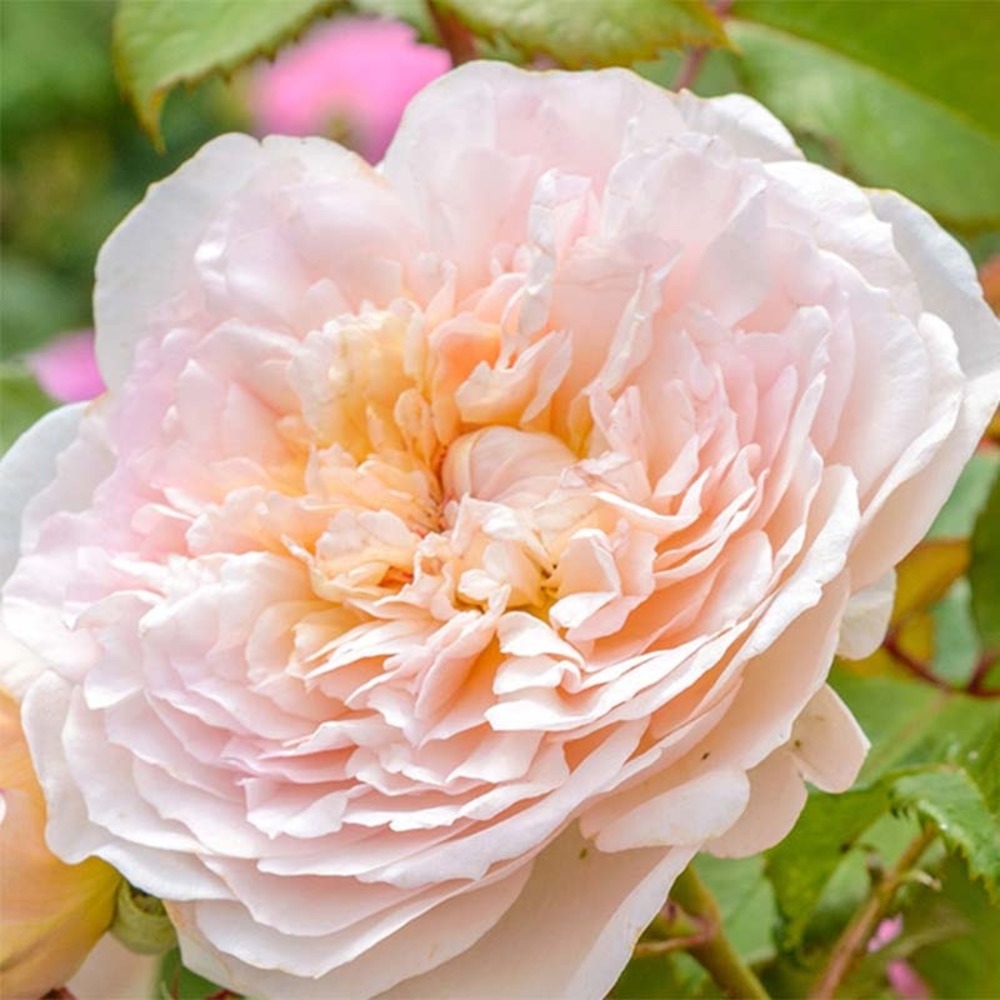 Rosier anglais 'emily brontë' pot de 4l/5l