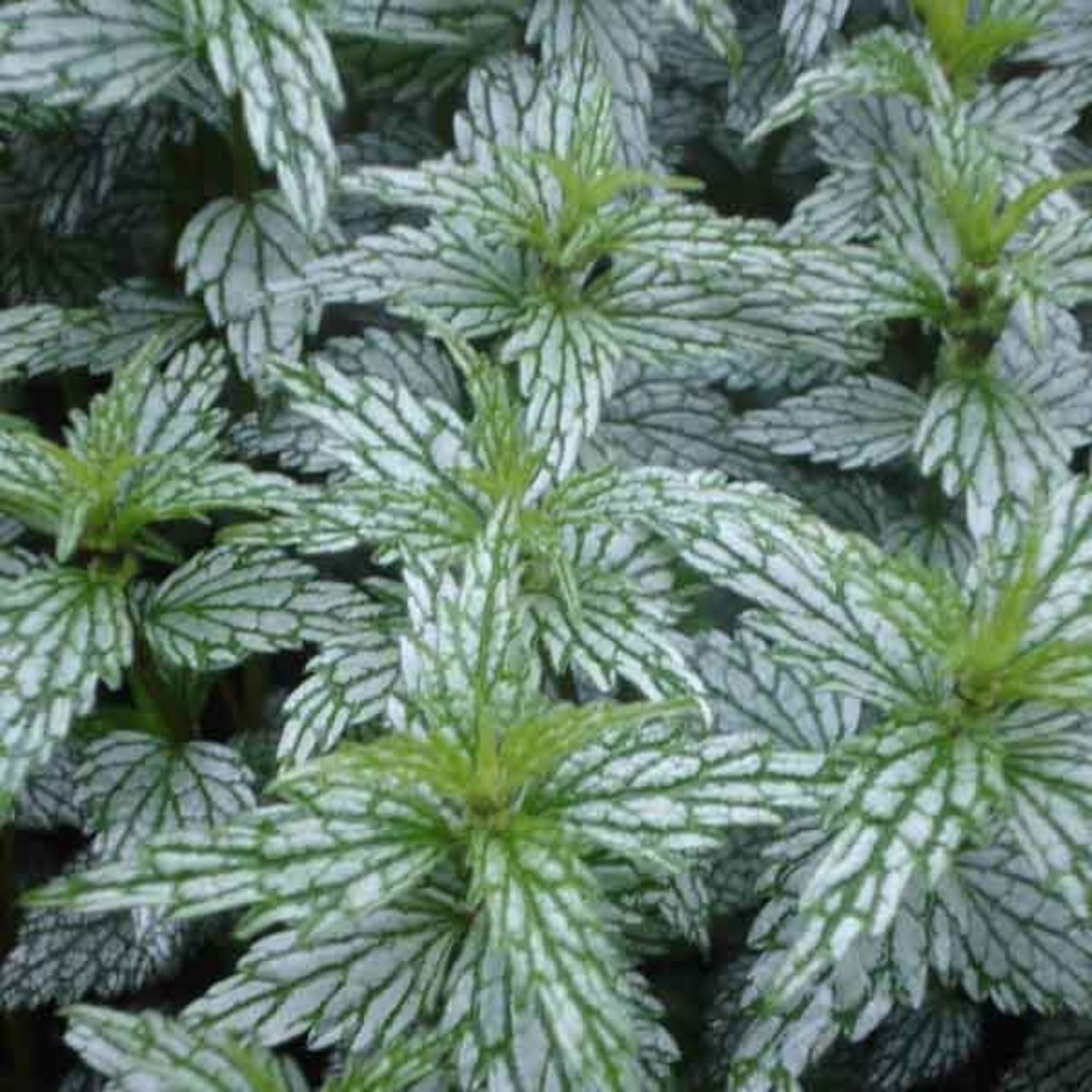 Ortie jaune 'hermann's pride' godet de 8/9 cm