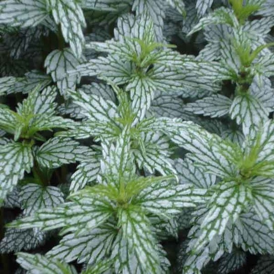 Ortie jaune 'hermann's pride' godet de 8/9 cm