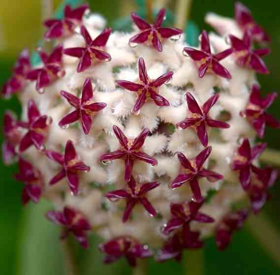 Hoya erythrostemma sukkirin naratiwat (fleur de porcelaine, fleur de cire)   blanc - taille pot de 2 litres - 20/40 cm