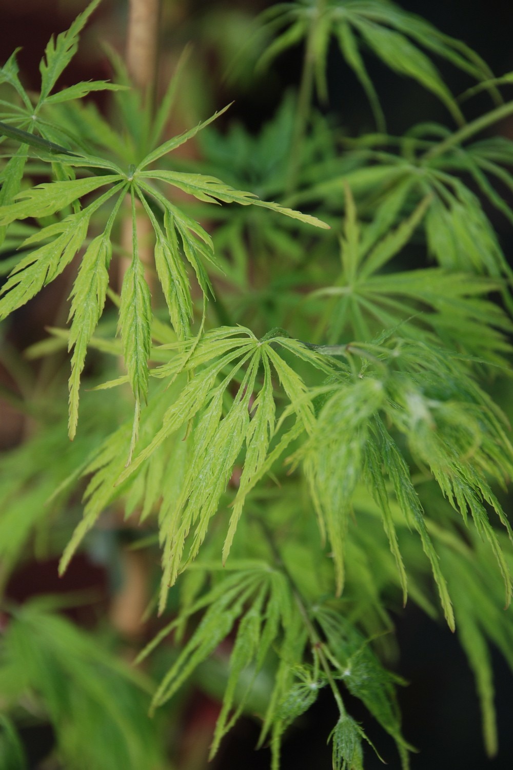 Erable 'dissectum' - en pot de 4 litres