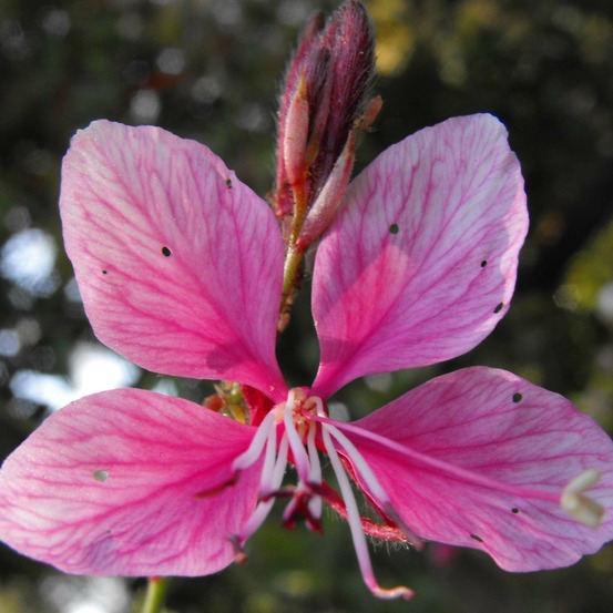 Gaura lindheimeri 'siskiyou pink' godet de 8/9 cm