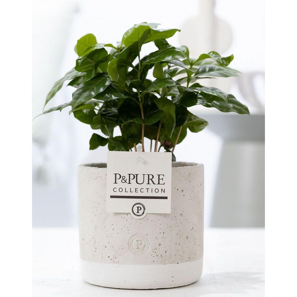 Caféier - coffea arabica - en pot céramique vert jade - ø12cm - ↕20cm - plante d’intérieur