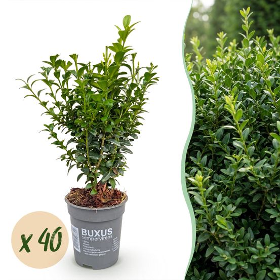 Buis - lot de 40 - pot 9 cm - hauteur 20-25 cm - plante d'extérieur