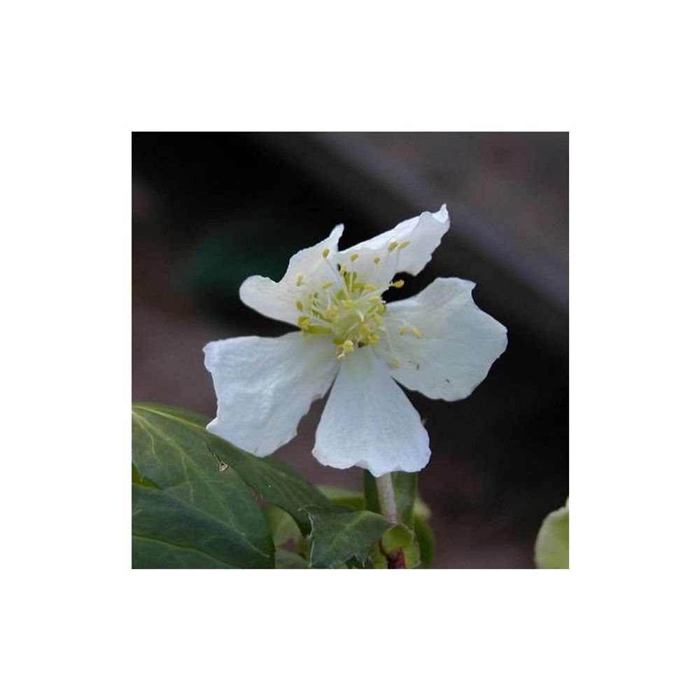 Rose de noël lot de 9 godets