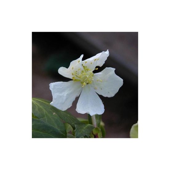 Rose de noël lot de 9 godets