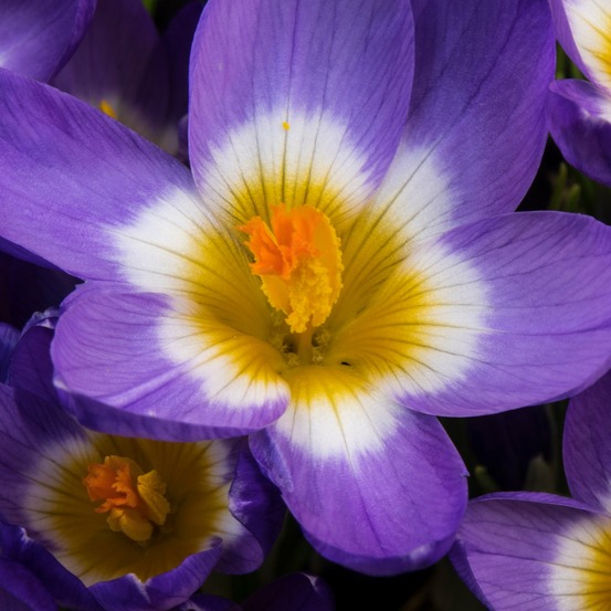 10 crocus sublime tricolor - le sachet de 10 bulbes / circonférence 5-7cm