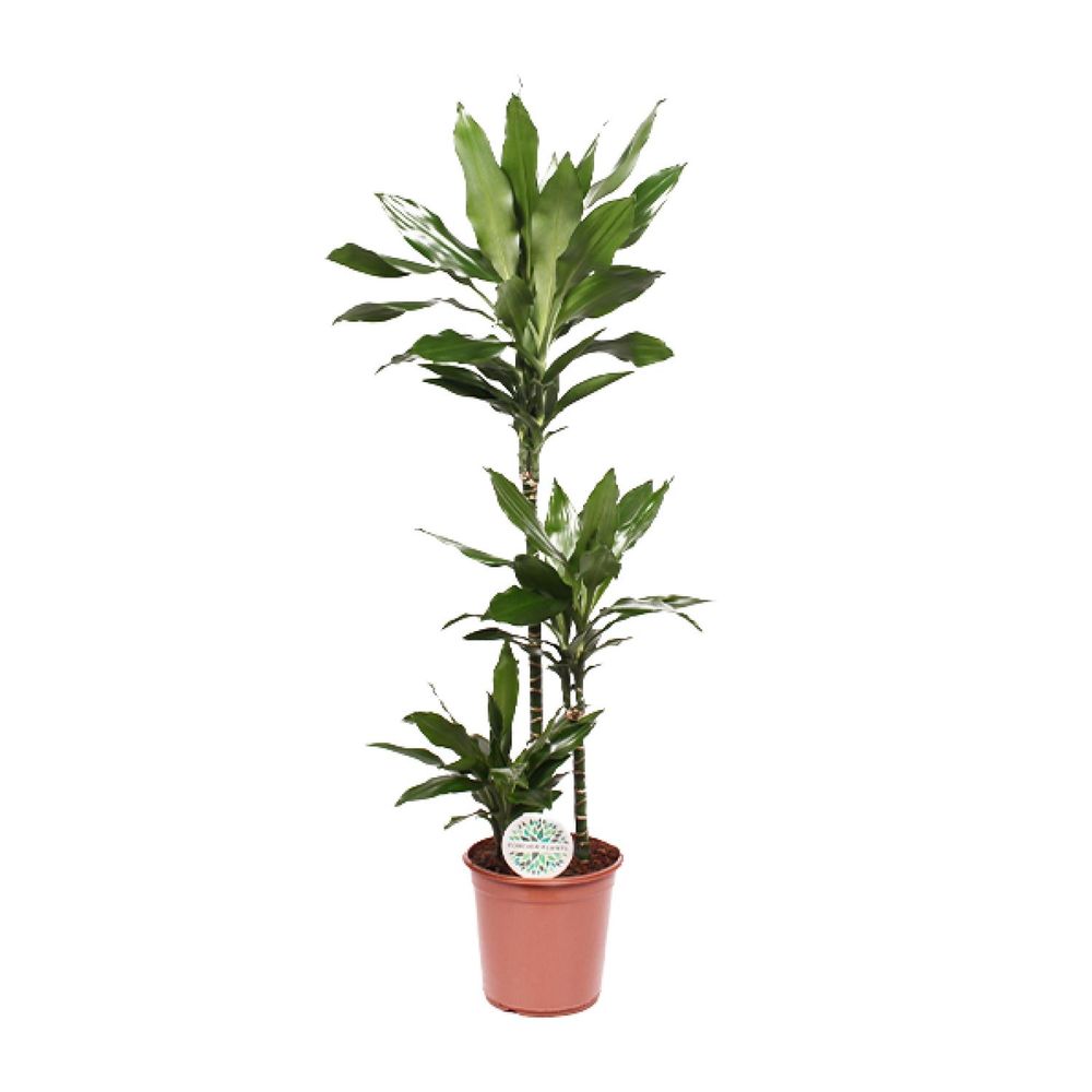 Dracaena janet lind - ø24cm - ↕130cm - plantes d'intérieur