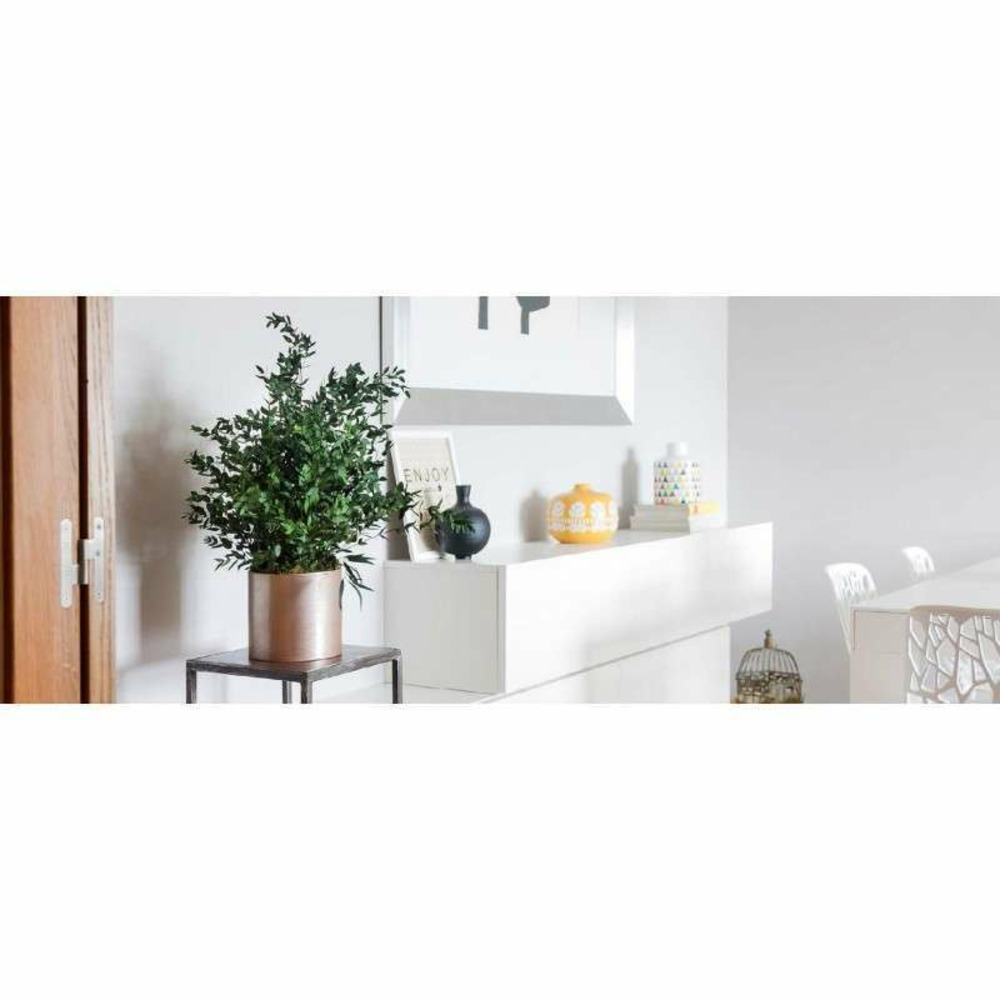 Grande plante pitosporum stabilisée - plante stabilisée - plante d'intérieur - 40 cm