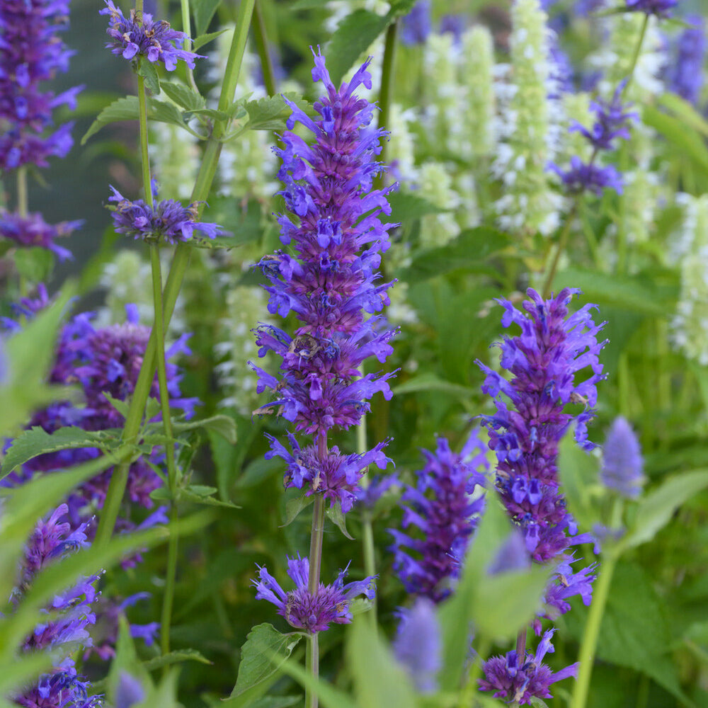 Agastache blue boa - le pot / ø 9cm