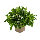 Tenture fidèle aux hommes - blanc - lobelia richardii - 11cm - set de 3 plantes