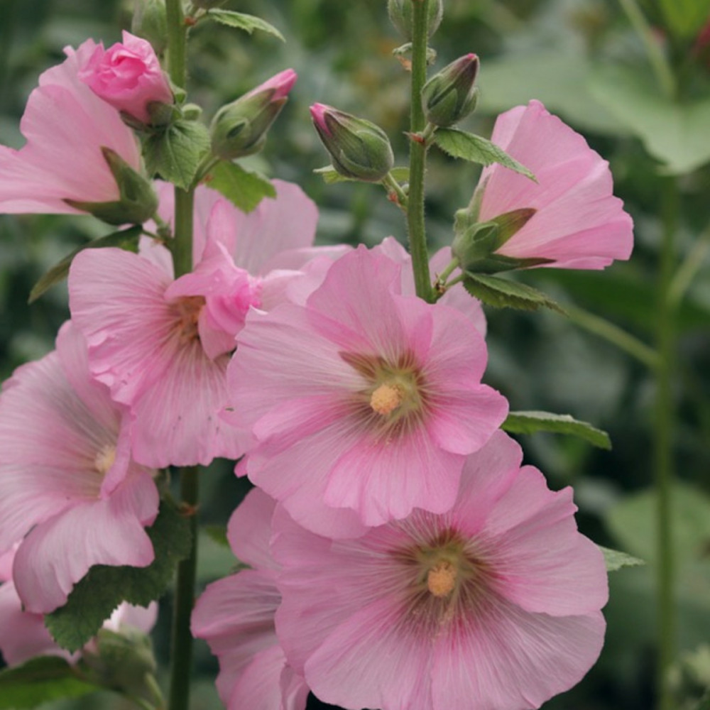 Graines de rose trémière pastoralle - vilmorin sachet