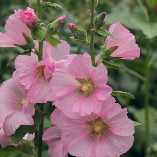 Graines de rose trémière pastoralle - vilmorin sachet