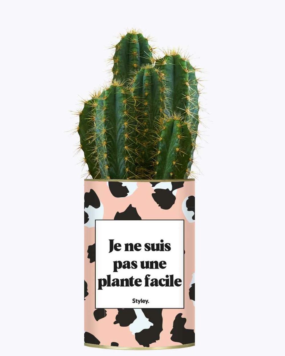 Plante facile à entretenir - je ne suis pas une plante facile - cactus