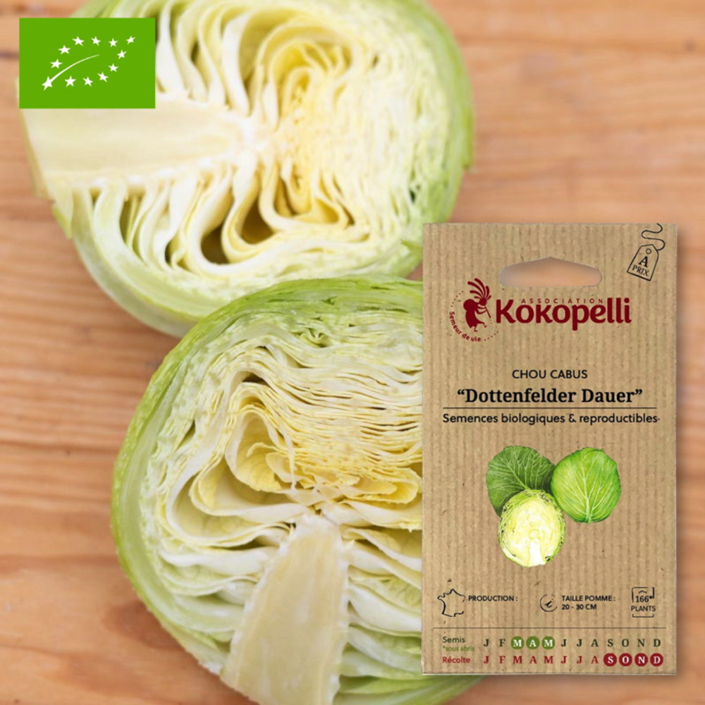 Graines bio à semer - chou cabus blanc d'automne et d'hiver dottenfelder dauer