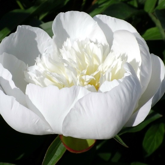Pivoine de chine 'immaculée' pot de 3l/4l