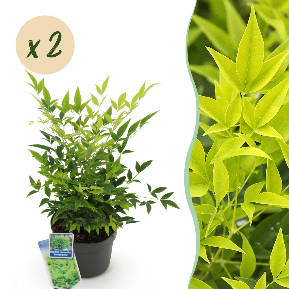 Nandina domestica lemon & lime – lot de 2 – pot 17 cm – hauteur 45 cm