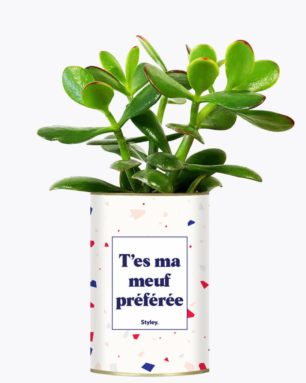 Plante à message - t'es ma meuf préférée - cactus