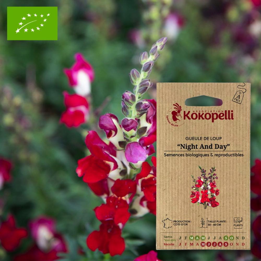 Gueule de loup night and day- graines bio à semer
