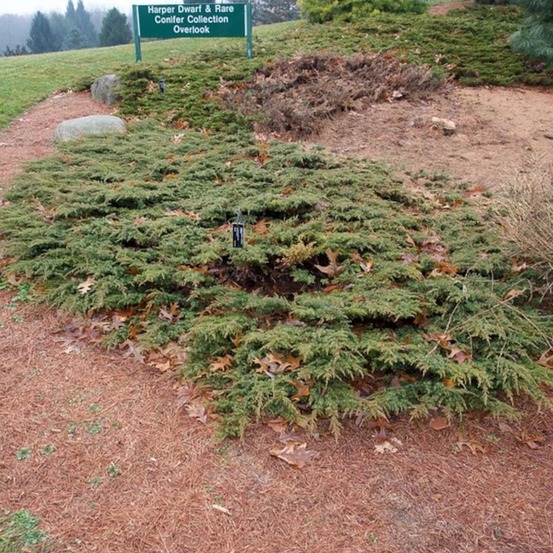 Genévrier commun green carpet pot de 7,5l - 60/80 cm