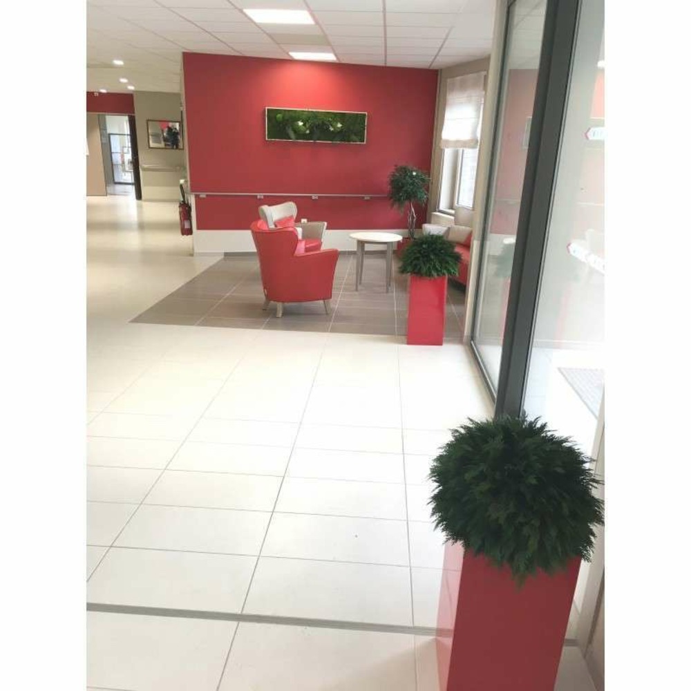 Sphère thuya naturelle stabilisé diamètre 30 cm