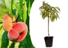 Prunus persica 'saturne' - pêcher - arbre fruitier - pot 15 cm - hauteur 60-70cm