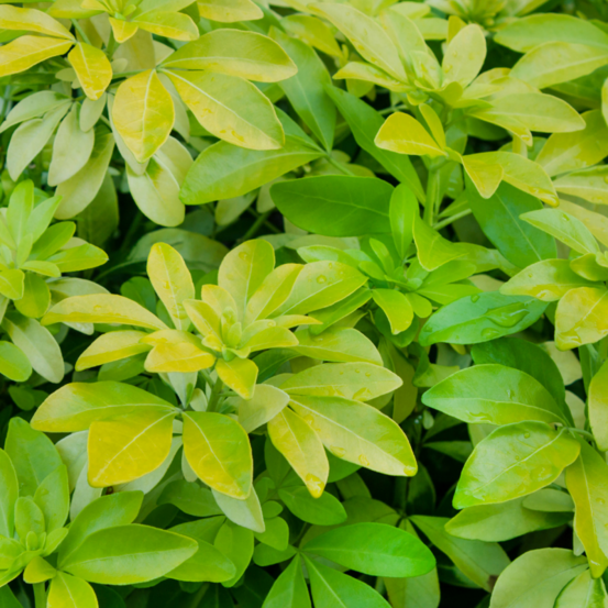 Oranger du mexique - choisya ternata sundance 50cm