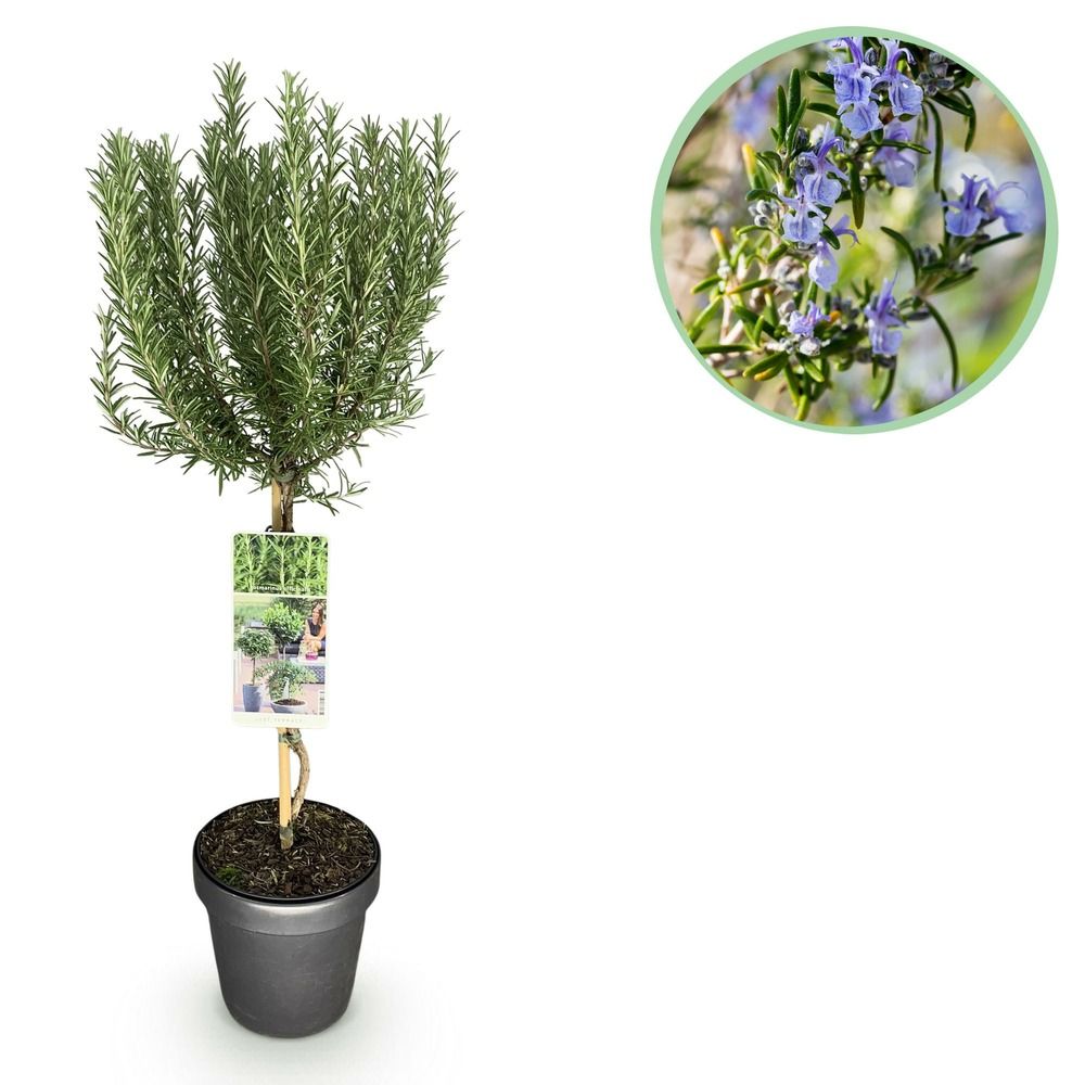 Romarin - pot 19 cm - hauteur 90 cm