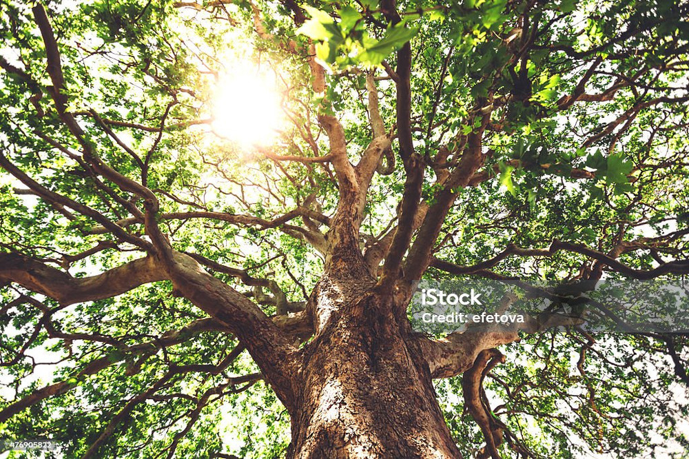 Acer pseudoplatanus - pot 30 l