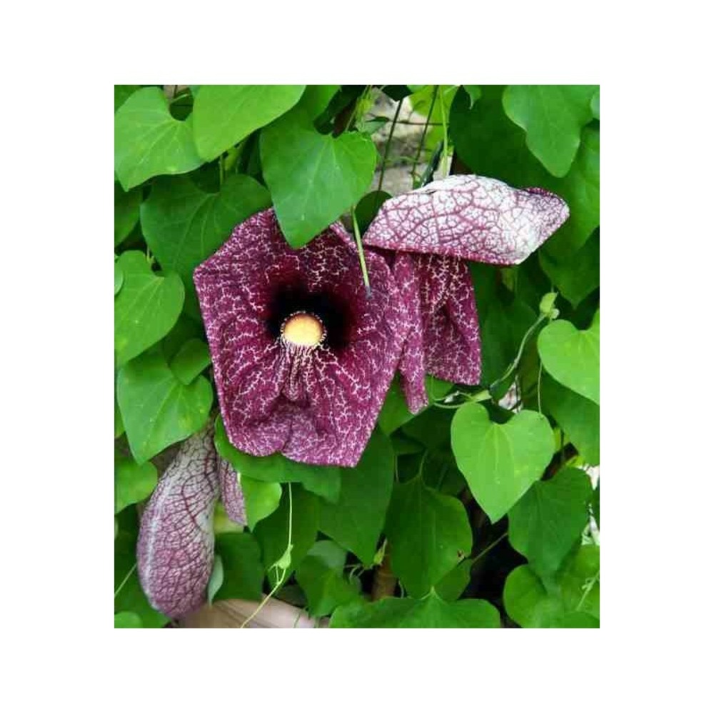 Aristolochia gigantea (aristoloche) pot de 3 litres - 80/100 cm - couleur floraison:violette et blanc