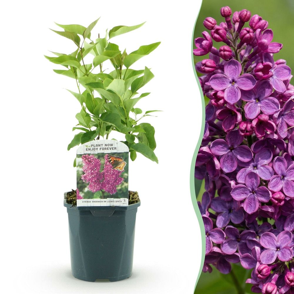 Lilas commun 'ludwig späth' - pot 17 cm - hauteur 45 cm