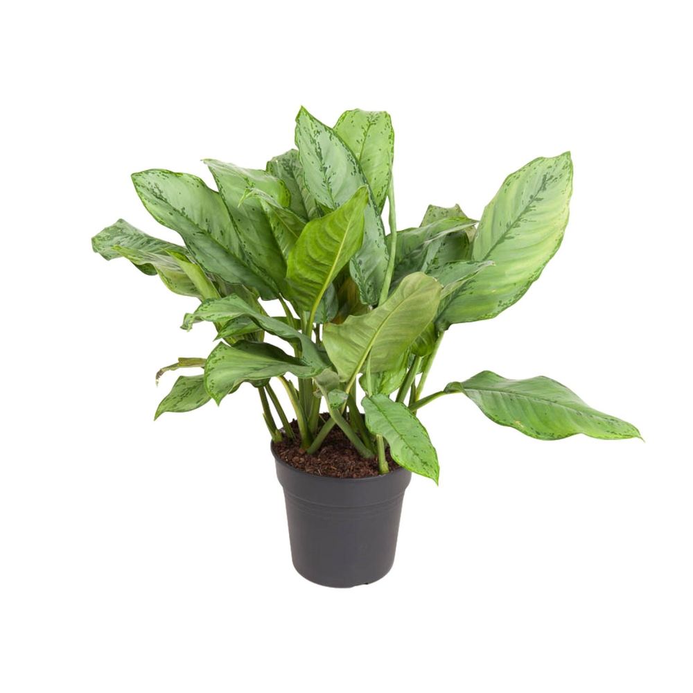 Aglaonema b.j, freedman - ø24cm - ↕70cm - plantes d'intérieur