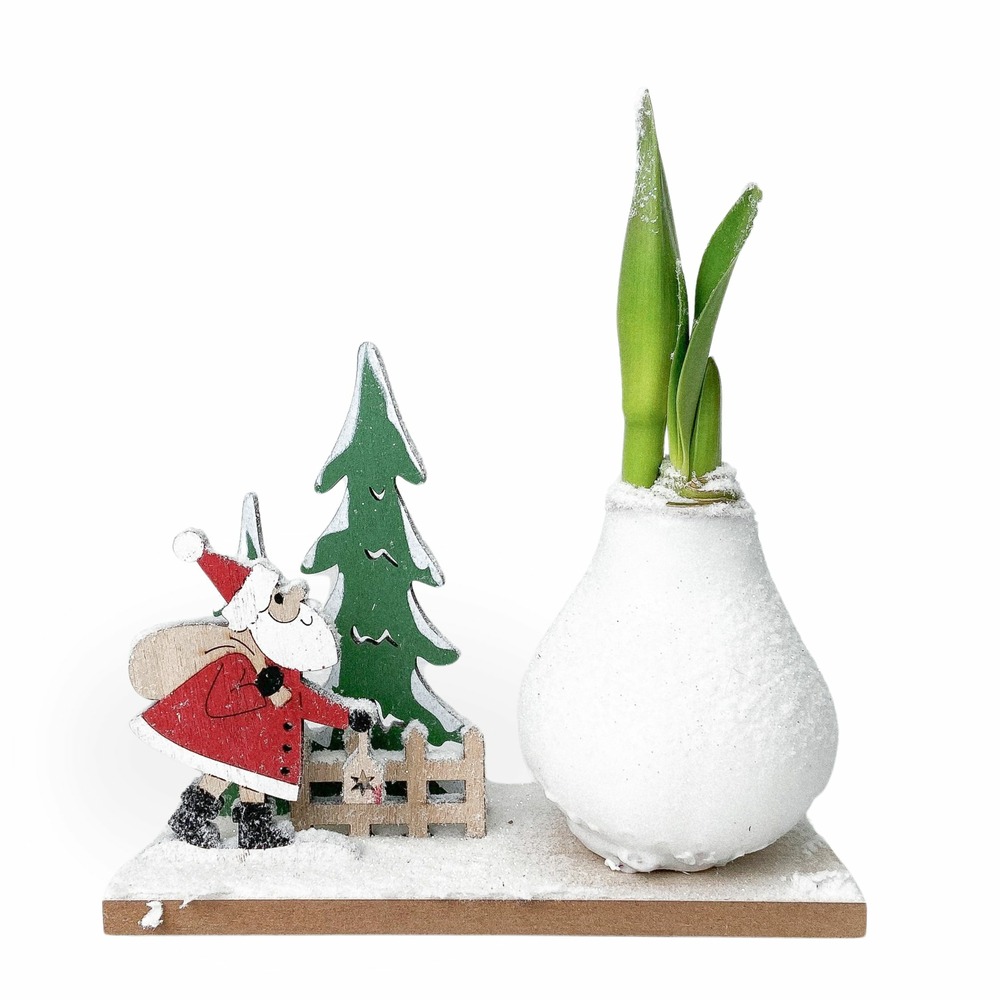 Amaryllis - hippeastrum 'pays des merveilles père noël'