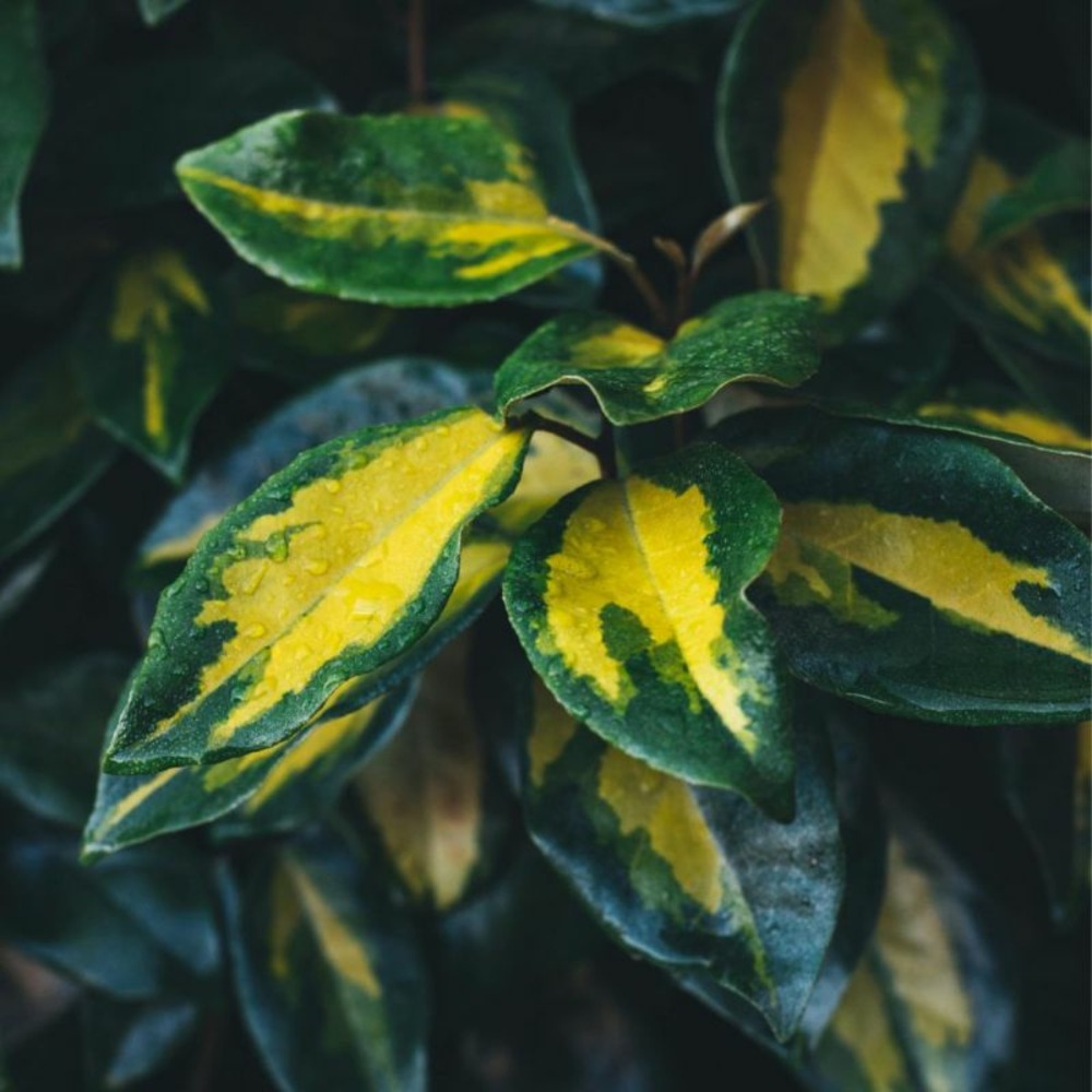 Chalef d'ebbingei limelight - elaeagnus xebbingei limelight en pot 30l 125/150cm