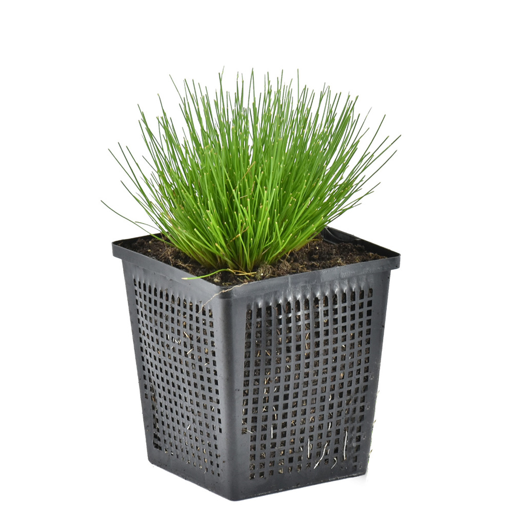 Scirpus cernuus - scirpe retombant - plantes de bassin - hauteur 10-20 cm - pot 11 cm