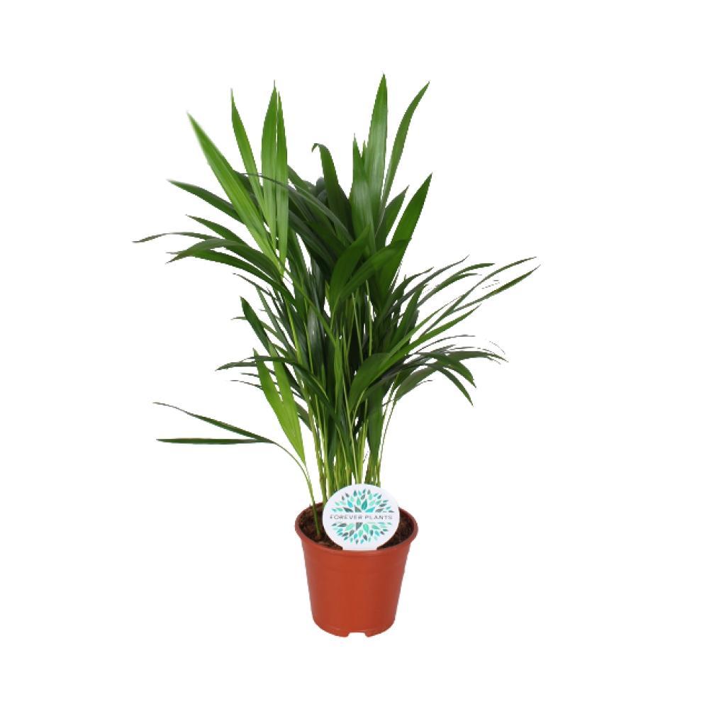 Plante d'intérieur - parlmier areca 'dypsis lutescens' 50.0cm