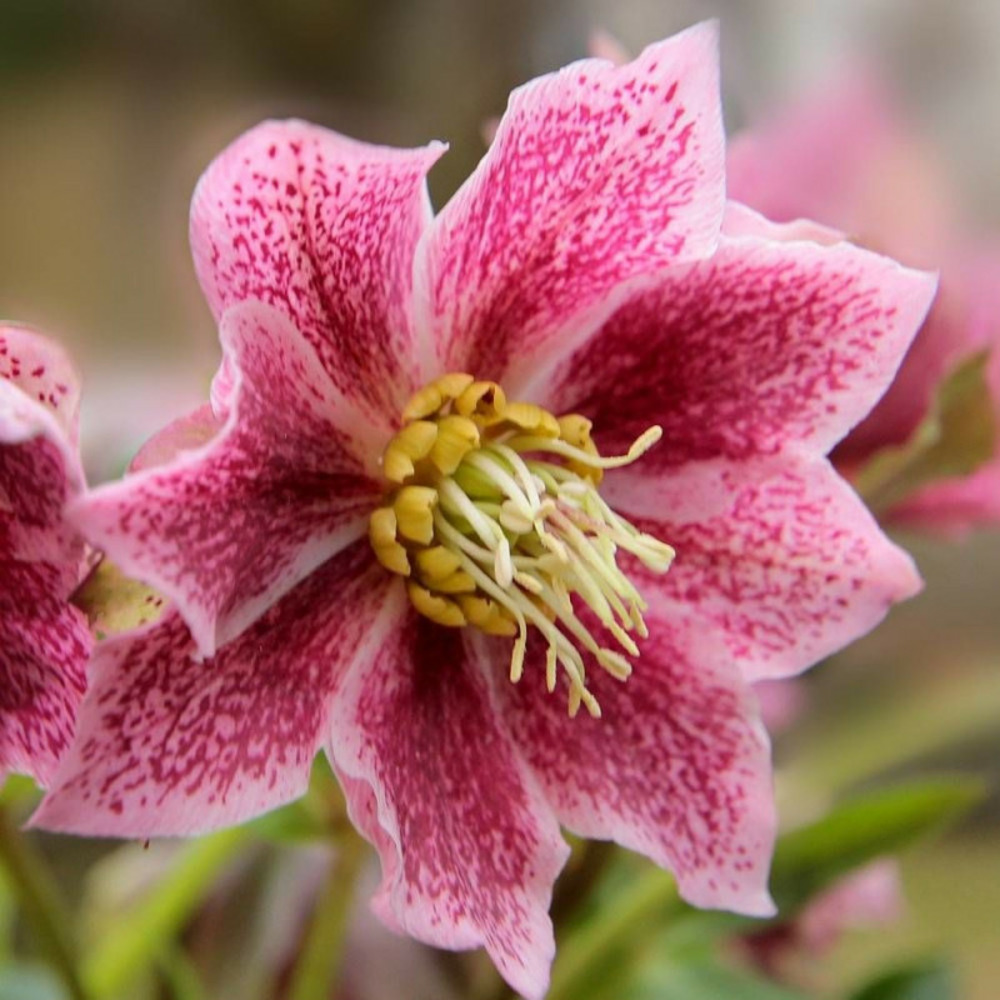Hellébore orientale pink spotted lady godet - 5/20 cm
